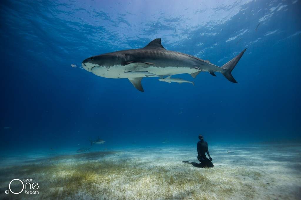 Christina Freediving with Tiger Sharks in the Bahamas. Photo: One Ocean One Breath